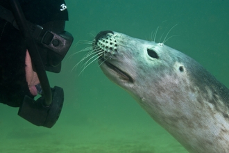 seal and diver looking at each other underwater