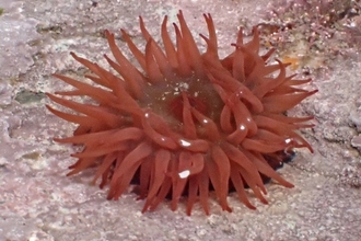 A Beadlet Anemone: A circular anemone, red, with many short arms/strands.