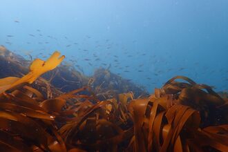 Kelp in the foregound with juvenile fish swimming in the background