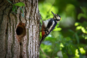 Greater spotted woodpecker