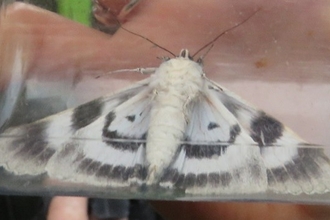 Photo of a moth