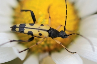 Spotted longhorn beetle on the yellow centre of a white flower