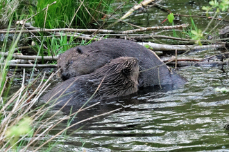 Photo of two beavers grooming each other