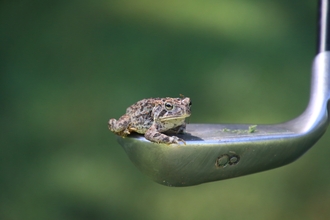 small frog sat on the head of an 8 iron golf club