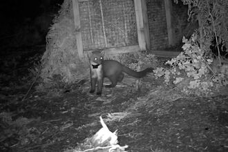 a pine marten stands outside its release pen on Exmoor