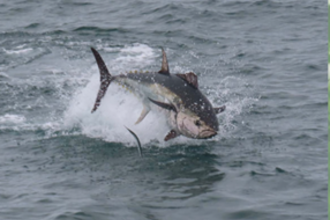 a tuna jumping out of the water