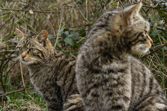 a pair of wildcats looking in opposite directions