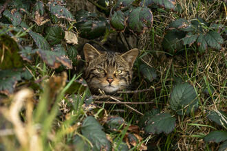 the face of a wildcat poking out of a bush, looking directly at camera