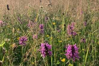 A cleeve slope with beautiful flowers.