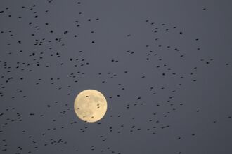 starlings flying in front of the moon