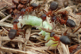 narrow-headed ants feeding on a caterpillar