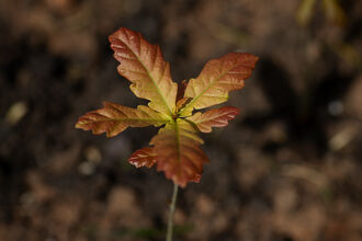 a young oak sapling with 6 little autumnal coloured leaves