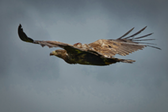 a large white-tailed eagle soaring through the sky with wings wide