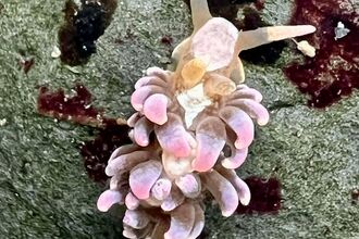 Hair curler sea slug