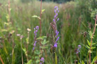 Health lobelia at Andrews Wood