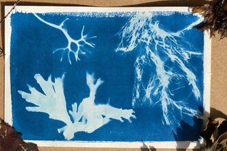 A blue and white cyanotype showing the outlines of various seaweeds.