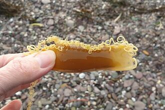 Someone holding an empty, washed up shark's egg case in their hand.