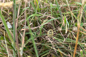 Wasp Spider in web in the grass