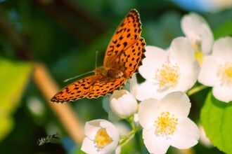 High brown fritillary