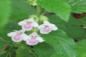 Melittis flower
