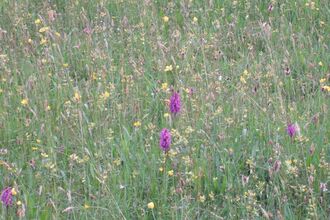 Grass And flowers
