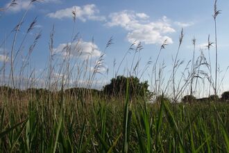 Long tall grass with a tree in the background.