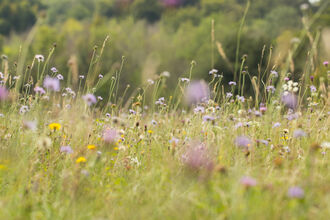 the wildflowers of the chalk meadow