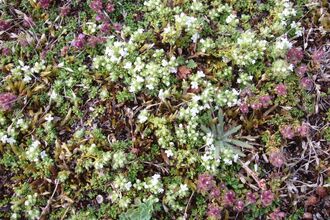 up close shot of white and purple thyme