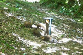 a pine marten mother and 4 kits at a T-bar on Exmoor