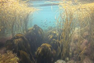 Seaweed seascape at Wembury