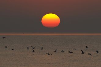 Sunrise over the ocean and birds flying past