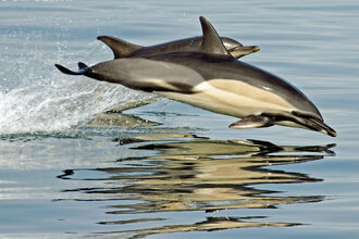 Common Dolphin