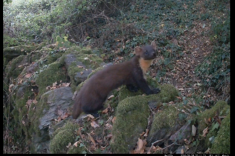 camera trap images of a female pine marten perched on mossy rocks