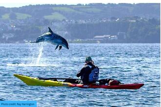 a kayaker on the ocean with a dolphin jumping out of the water next to it