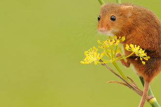 Harvest mouse