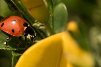 ladybird