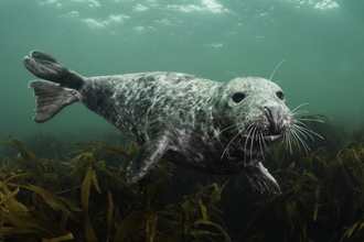 A young female grey seal by Alexander Mustard/2020VISION