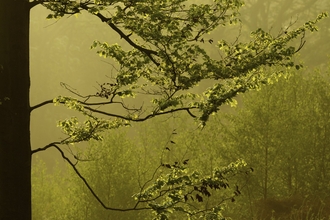 Beech tree backlit at dawn - Ben Hall/2020VISION