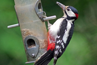 woodpecker on bird feeder - Gillian Day