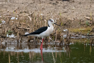 Wading birds  Devon Wildlife Trust