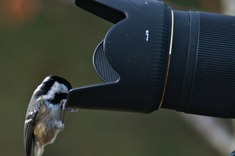 Coal tit on camera - Bob Coyle