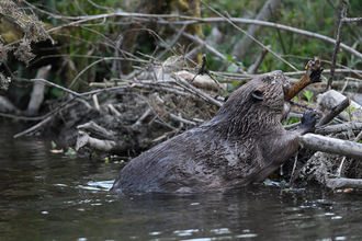 beaver building a dam - David Parkyn