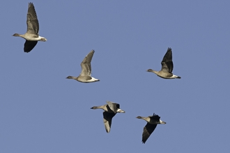 Pink-footed Geese - David Tipling/2020VISION