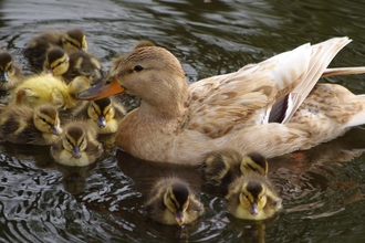 Mallard with ducklings - Gillian Day