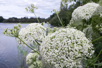 Greater water parsnip