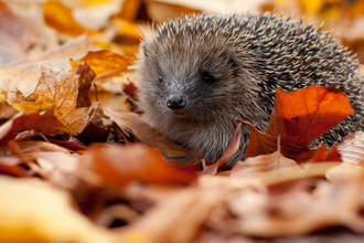 Hedgehog in autumn leaves