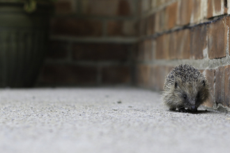 hedgehog by wall 