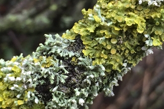Lichen covered branch
