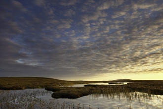 Bog peatland at dawn