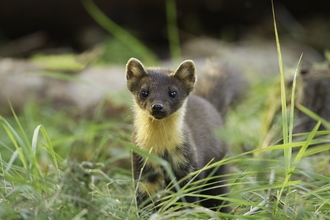 A pine marten standing in grass